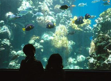 שמרו על האלמוגים. ילדים במצפה התת-ימי באילת. צילום: שלמה מאיר, ארכיון הצילומים של קקל